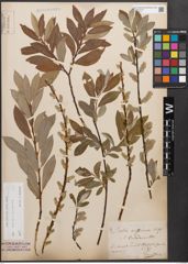 Foto von Salix caprea L. x Salix purpurea L.